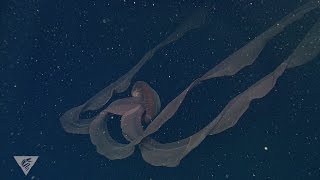 Ghostly critters from the deep sea Stygiomedusa gigantea [upl. by Silvain]