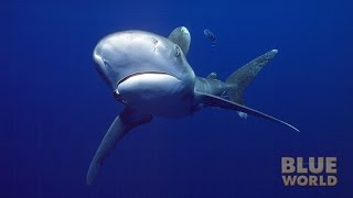 Oceanic Whitetip Sharks  JONATHAN BIRDS BLUE WORLD [upl. by Boorman411]