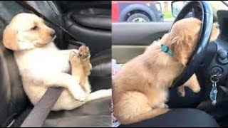 Funny Puppies To Make You Laugh🤣  Animal Video funny animals cat dog amazing [upl. by Ahsetal]