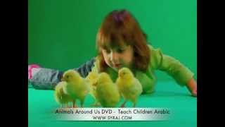 Arabic Song These Little Chicks Teach Kids Colloquial Arabic اللغة العربية [upl. by Nirhtak]