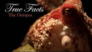 True Facts About The Octopus [upl. by Augustina]