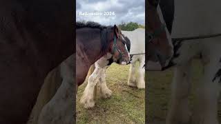 Ballinasloe Horse Fair 2024 [upl. by Fisch]