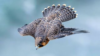 Top 10 Different Types of Falcons [upl. by Gnen959]