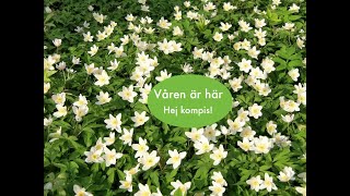 Våren är här [upl. by Esya]