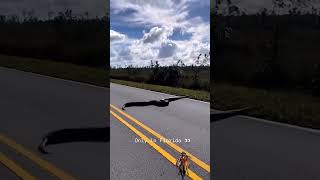 Call the yoink guy FishinGarrett We found his 20 foot python crossing the road florida [upl. by Cima240]