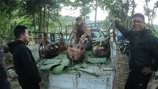 Kumthar Vawk Lak🐷🐖  Kumthar Ruai Tur Vawk Lakna [upl. by Anitsyrc]