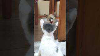 Introducing a rescued kitten to the resident kitten cat kitten cute [upl. by Atilegna757]