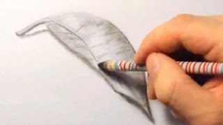 Blatt zeichnen im Zeitraffer Leaf drawing in fast motionHD [upl. by Kienan]