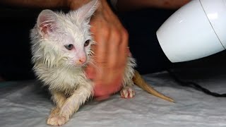 Poor Kitten Who is Blind And Deaf After the Seizure Likes to Take a Bath kitten bath Lucky Paws [upl. by Dasteel966]