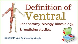 Ventral Definition Anatomy Biology Kinesiology Medicine [upl. by Oba]