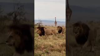 Inselberg  ruka y manywele 🦁🔥lionking wildlife safari animals viralvideo shorts cute bigcat [upl. by Pedroza]