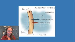 Oncotic and Hydrostatic Pressure in the Capillaries [upl. by Undis]