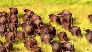 Bianca Ban♫♥Spirit Of Africa♫♥Beautiful Uplifting Orchestral♫♥ Epic Music [upl. by Ahsimaj]