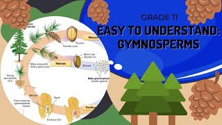 Gymnosperms [upl. by Nasia970]