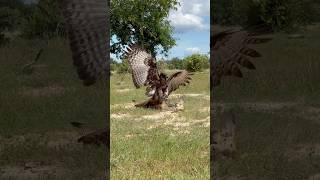 Fast speed of Eagle hunt their prey for food wildlife eagle amazing skills [upl. by Getter185]