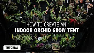 How To Grow Orchids Indoors  Creating an Orchid Grow Tent [upl. by Jerroll]