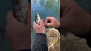 Mondo Pesca  Cavedani e pighi con “la furba “ Palosco  fiume Oglio  pesca [upl. by Atiekram77]