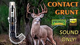 Sound Only Big Buck Contact Grunt Play While Hunting Primo’s Trophy Grunter [upl. by Anneres]