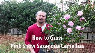 How to grow Pink Snow Sasanqua Camellia with a detailed description [upl. by Ecidnac]