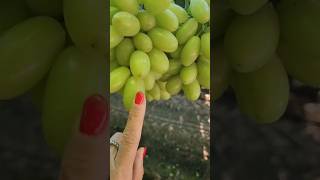 Look at the size of these grapes grapeharvest [upl. by Jerrilee]