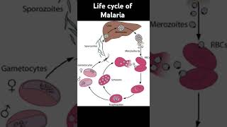 life cycle of malaria evergreenvigyaan class12 microbiology viral shprts [upl. by Mencher]