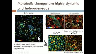 Irene Georgakoudi Optical labelfree morphofunctional metabolic imaging [upl. by Martelli]