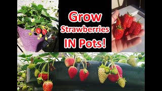 Growing Strawberries In Pots Or Containers [upl. by Mariellen]