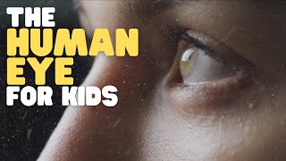 The Human Eye for Kids  Learn why and how eyes allow us to see [upl. by Mills922]