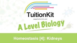 Homeostasis 4 Kidneys High band Biology [upl. by Hourigan]