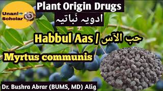 Myrtus communis  Habbul Aas  حب الآس Advia Mufradah lecture with slide presentation [upl. by Hanej613]