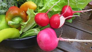 Tips for Growing Radishes not Leaves Fertilizing Planting Spacing Thinning Soil amp Maturity [upl. by Eiroj]