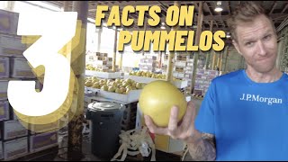 TOP 3 Facts about Pummelos [upl. by Pacian134]