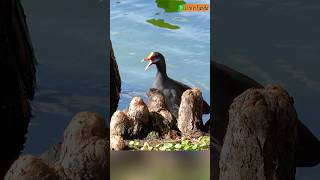 Adorable Common Gallinule Calling for Friend🐣 Moorhen [upl. by Mafala697]