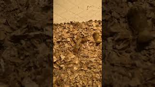 Mealworm pupation mealworms shorts timelapse nature [upl. by Herb]