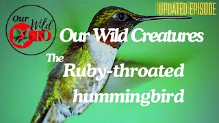 The Rubythroated Hummingbird Archilochus colubris [upl. by Shugart]