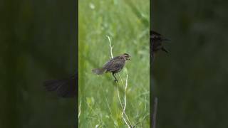 Female Redwinged Blackbird sings response to male [upl. by Nylsirhc]