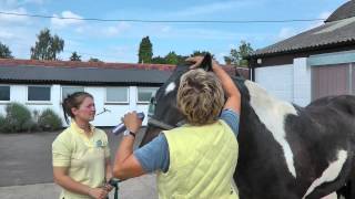 Lynn Russell – How to hog a mane [upl. by Nolyag]