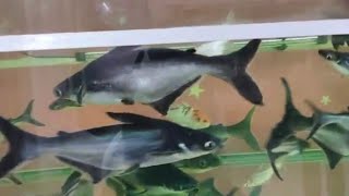 Fish Aquarium shark Golden all types of fishes [upl. by Gold72]