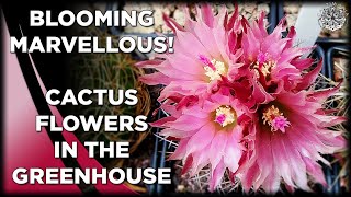 Blooming Marvellous  Cactus Flowers in the Greenhouse  Cactus amp Succulent Collection [upl. by Eolhc]