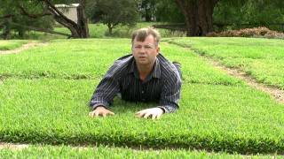 Choosing The Right Turf For Your Situation In Australia [upl. by Vizzone]