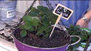 DIY How to make a Strawberry Planter out of a Colander [upl. by Jandel]