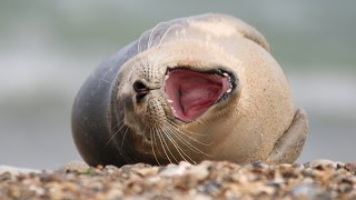 Adorable Sneezing Seal [upl. by Keppel596]