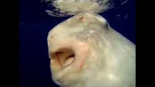 Sunfish says hello to Sarah Outens rowing boat mid ocean [upl. by Hultgren341]