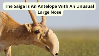 The Saiga Is An Antelope With An Unusual Large Nose [upl. by Mab407]