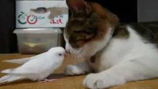 Bird wakes his best frienda cat [upl. by Erhard]