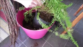 Removing dead leaves and repotting quotBoston FernsquotNephrolepis [upl. by Nerred422]