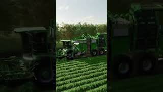 Harvesting Parsnips [upl. by Symons633]