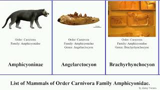 List of Mammals of Order Carnivora Family Amphicyonidae major familyamphicyonidae Staf Magericyon [upl. by Ladnek30]