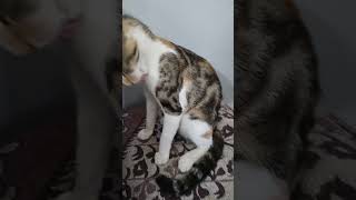 Bilkul sahi hai baat hai cat catlover ghar ki ronak meri cat plz like share and subscribe 👍 [upl. by Akema382]