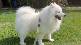 Fluffy Samoyed Dog Breed Goes To Beautiful Home Stay My Cute Puppy [upl. by Coleman]